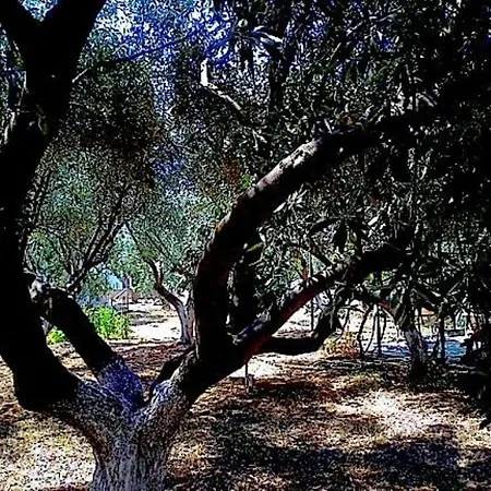 Casa de Férias Thimari A House In Olive Grove *