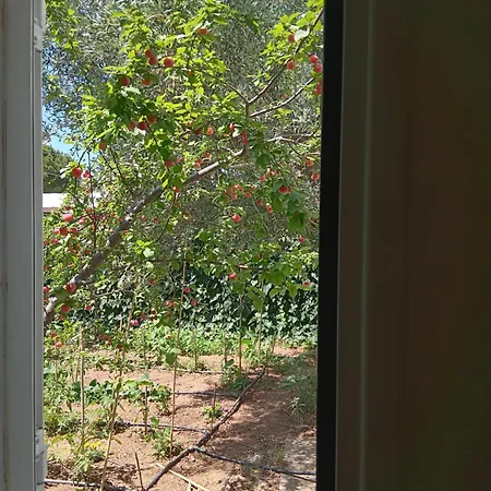 Casa de Férias Thimari A House In Olive Grove